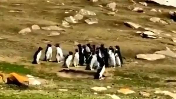 பென்குயின் வீடியோ பென்குயின் வீடியோ