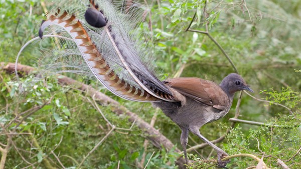 2. 'லயர்பேர்ட்' (Lyrebird) - மிமிக்ரி மன்னன் 2. 'லயர்பேர்ட்' (Lyrebird) - மிமிக்ரி மன்னன்
