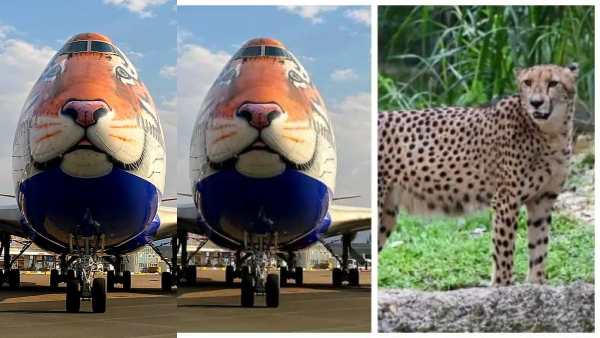 8 சீட்டாக்கள் இந்தியா வருகை