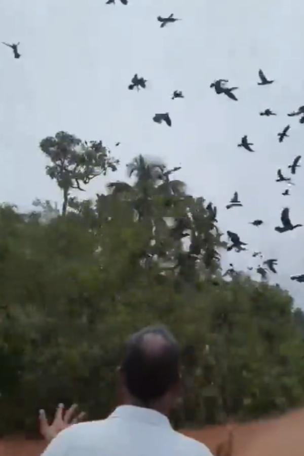 துடிதுடித்து இறந்த பறவைகள் துடிதுடித்து இறந்த பறவைகள்