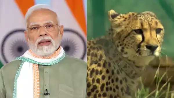 சிறுத்தைகள் சிறுத்தைகள்