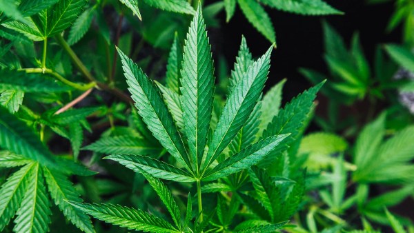 56 கிலோ கஞ்சா 