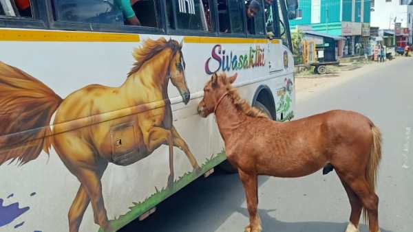 குட்டி குதிரை குட்டி குதிரை