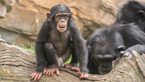 மக்கள் மீது கல் வீசிய குட்டி கொரில்லா 