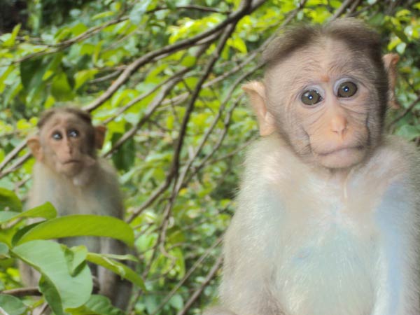 சிங்கத்திடம் வம்பு செய்யும் குரங்கு 
