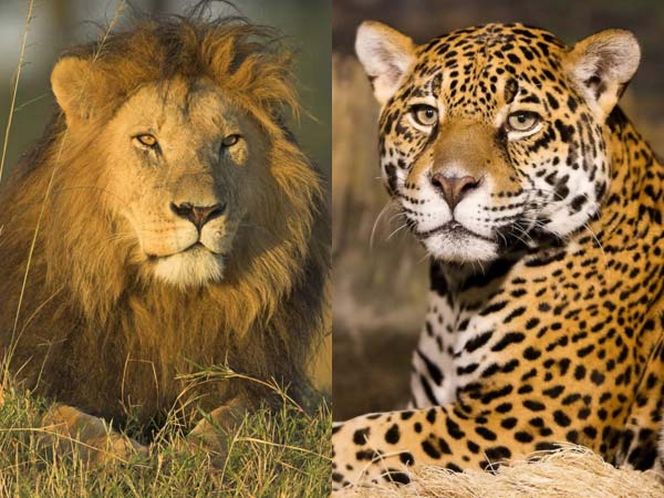 சிங்கம், புலி சிங்கம், புலி