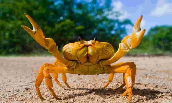 மகளை கடித்த நண்டு