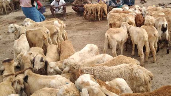 செம்மறி ஆடுகள் 