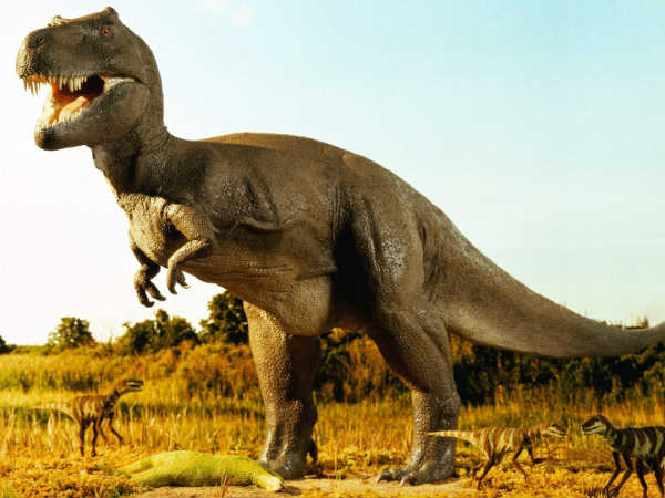 ஹெர்மன் பெர்முடஸ்