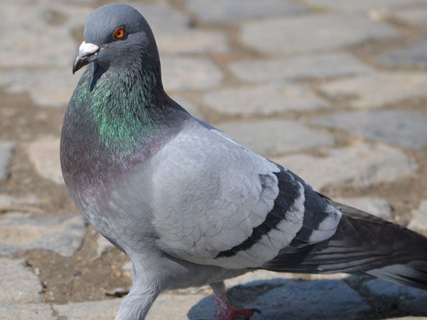  மனிதர்களுக்கு ஆபத்தா