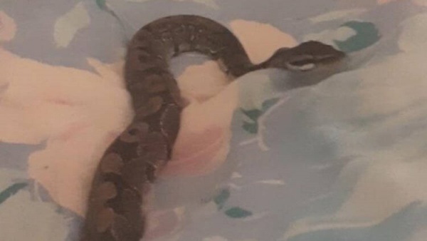 பாம்பை கண்டுபிடித்து தர கோரி போலீசில் புகார்