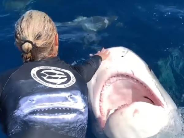 பாய்ந்து வந்த சுறா.. பாய்ந்து வந்த சுறா..