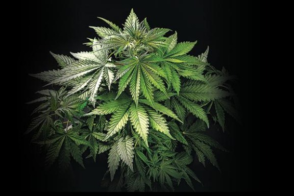 கஞ்சா கஞ்சா