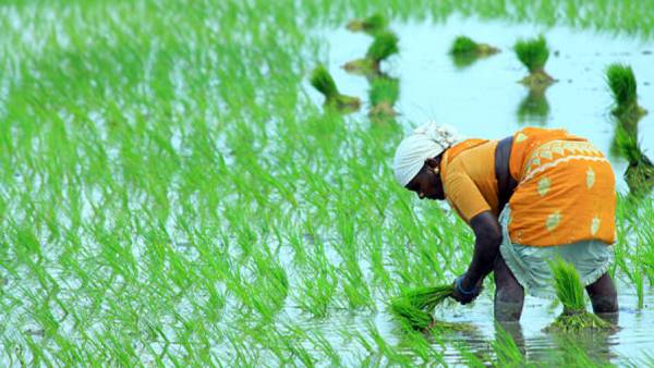 எனது அறிக்கை 