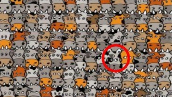 நாய் எங்கு இருக்கிறது நாய் எங்கு இருக்கிறது