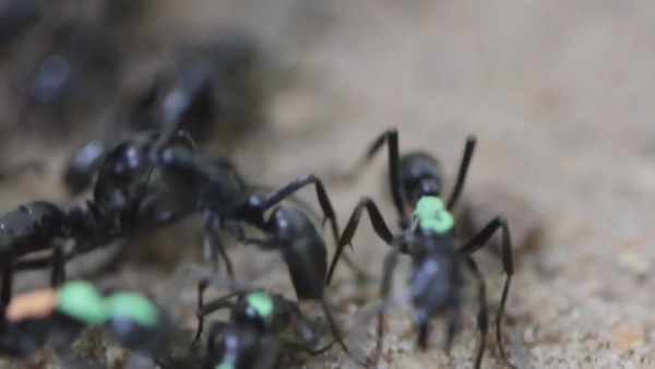 எறும்பு