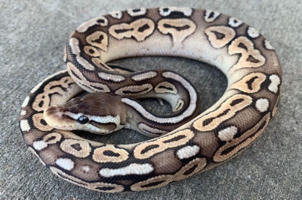 வீட்டை விட்டு தப்பி ஓடிய பாம்பு