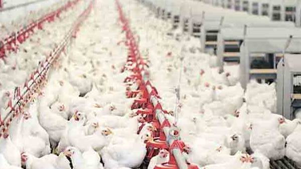 7 கோடி கோழிகள் 