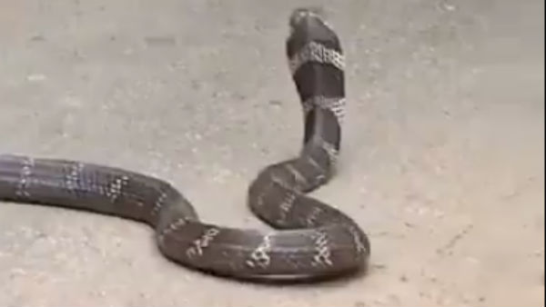 விஷமான பாம்பு