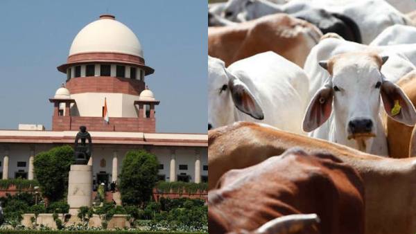  புலி + பசு