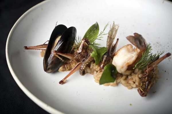 பூச்சிகள் புதிதல்ல.. 