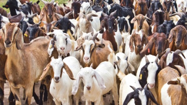 திட்டத்தின் நோக்கம் 