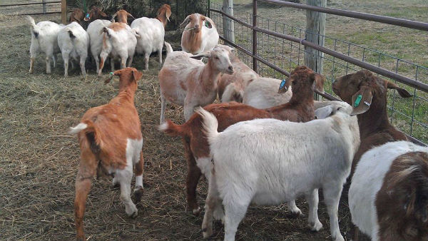 ஆட்டுக்குட்டிகள்