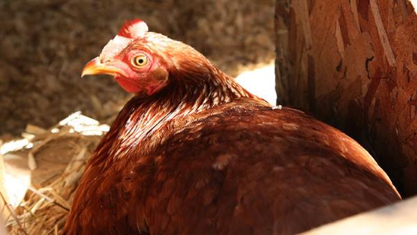 கோழி திருடர்கள் கோழி திருடர்கள்