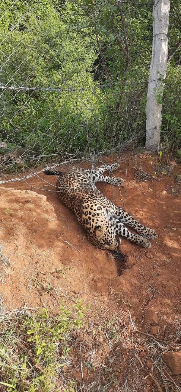 மின்வேலி 