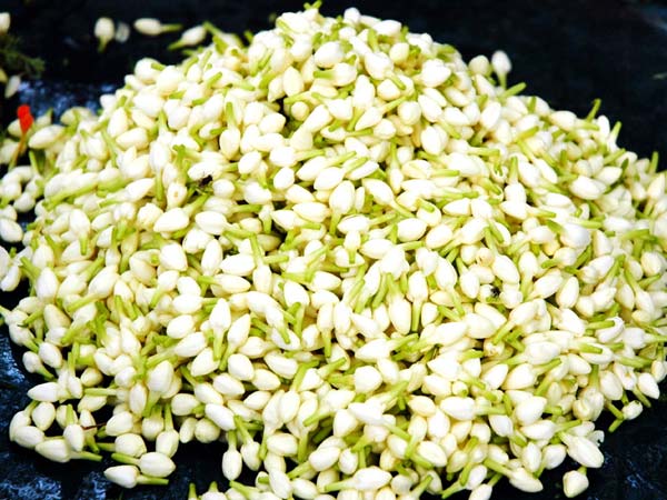  மல்லிகைப்பூக்கள் 