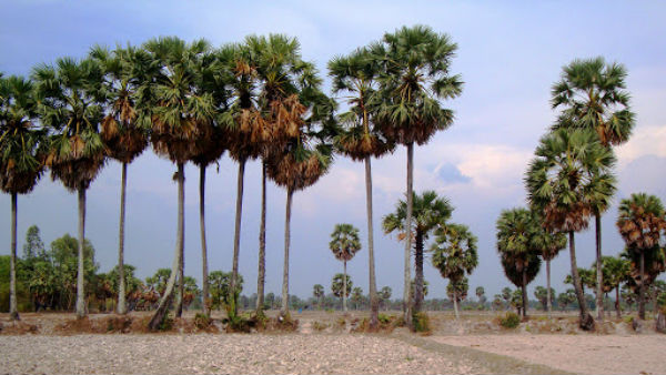 பனை மரம்