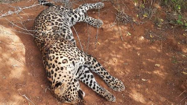 செத்து கிடந்த சிறுத்தை