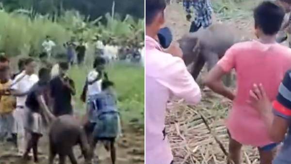  குட்டி யானை மீது தாக்குதல்