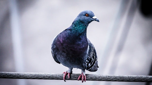 புறாக்கள் 