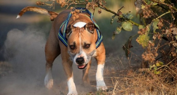 நடைப்பயிற்சி சென்றவரை