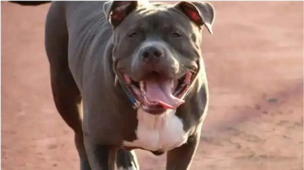 12 பேரை கடித்தது