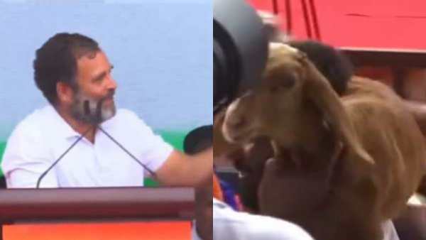 A goat visit Rahul Gandhi Ballaris meeting during the Bharat Jodo Yatra! What happened? A goat visit Rahul Gandhi Ballaris meeting during the Bharat Jodo Yatra! What happened?
