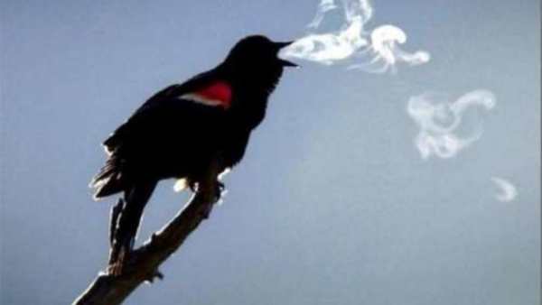 புகைப்பிடிக்கும் பறவை புகைப்பிடிக்கும் பறவை