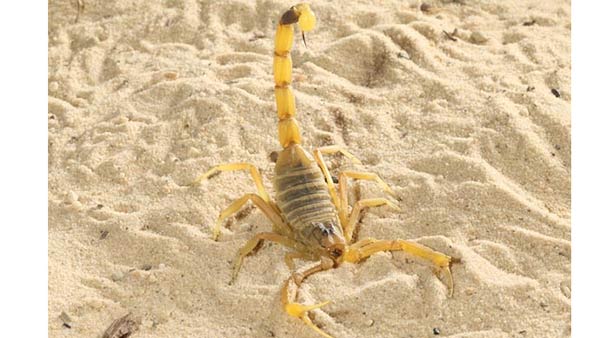 ஒரு முறை தேள் கடித்தால் 