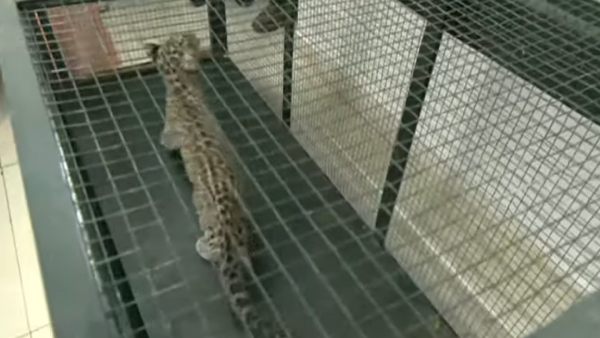 சிறுத்தை குட்டி சிறுத்தை குட்டி