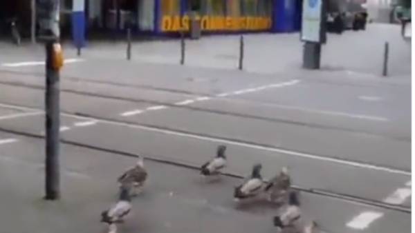 வாத்துக்கள் கூட