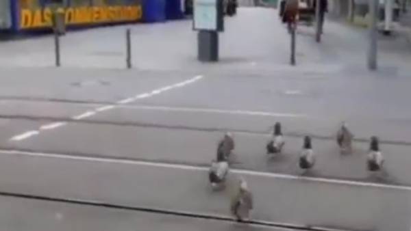 சாலையை கடக்க