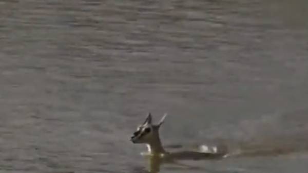 தாய்க்கு நிகர் ஏது..?