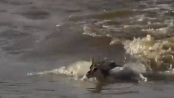 குட்டியை காப்பாற்றிய தாய் மான்..