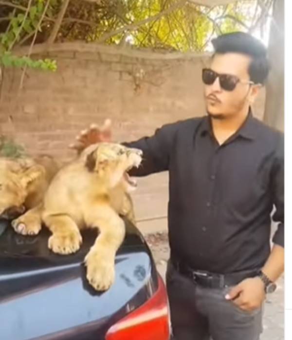 கோபமடைந்த சிங்க குட்டி கோபமடைந்த சிங்க குட்டி