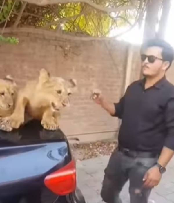 விலங்குகளிடம் விளையாடாதீர்கள் விலங்குகளிடம் விளையாடாதீர்கள்