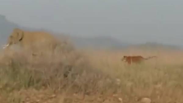 சாதுவான யானைகள்