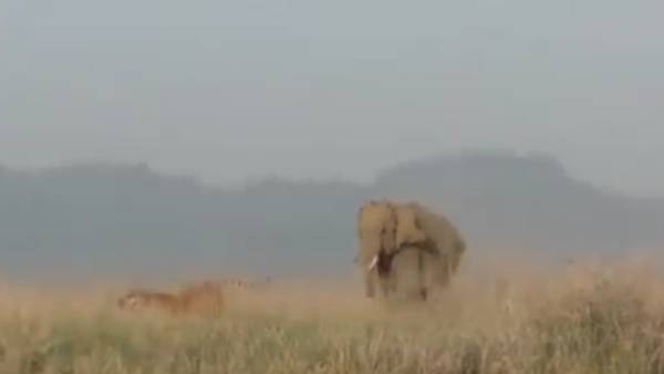 வம்புக்கு செல்லும் புலி