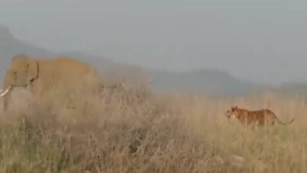 புலி யானை சண்டை