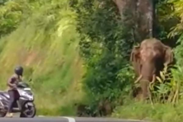 யானைகள்